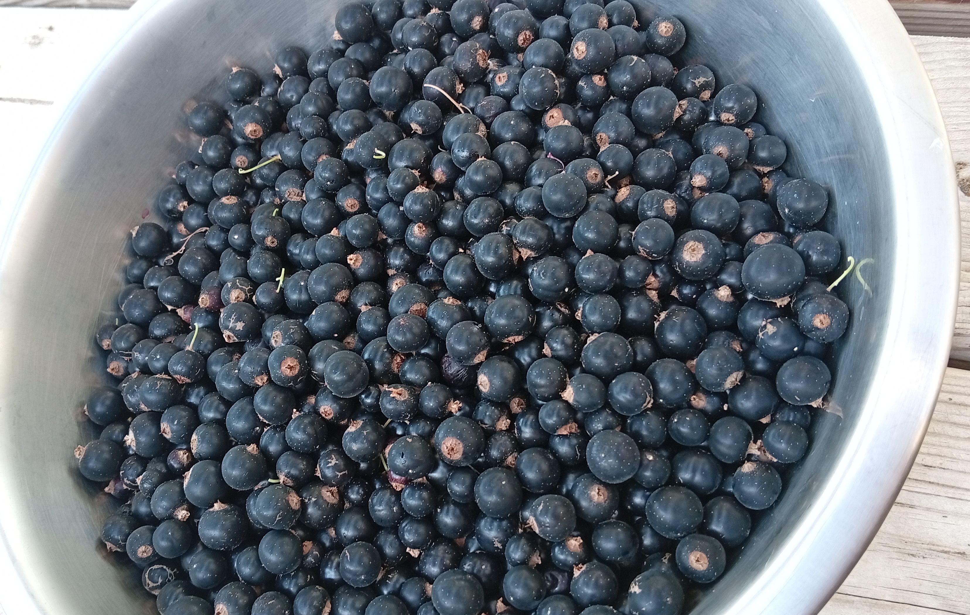 collecte des cassis de notre jardin le 21 juin 2026